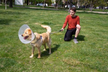 Golden Retriever 'la parkta oynayan çocuk ameliyattan sonra külah tasması takıyor.