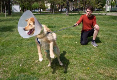 Öfkeli Golden Retriever ile parkta oynayan çocuk ameliyattan sonra külah tasması takıyor.