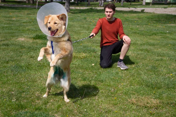 Băiat Jucându Furios Aur Retriever Parc Purtând Guler Con După — Fotografie, imagine de stoc