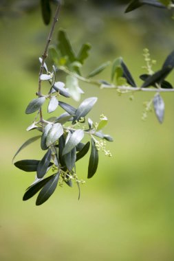 Bahar zeytin ağaçlarının dalları 