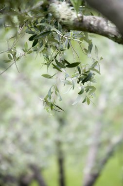 Bahar zeytin ağaçlarının dalları 