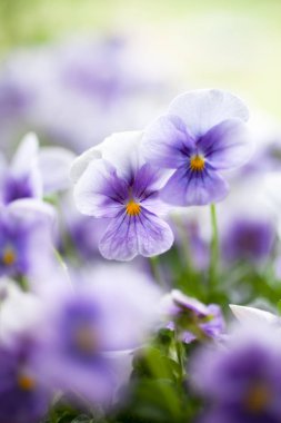 Bunch of homegrown pansies in blue clipart