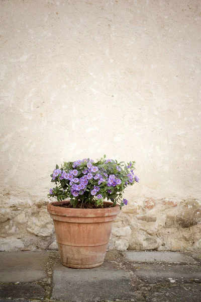 Όμορφο Καλοκαίρι Λουλούδια Γλάστρα — Φωτογραφία Αρχείου