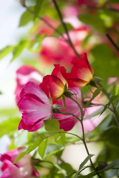 Flores Muito Rosa Livre Close — Fotografia de Stock