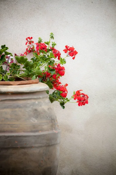 Vacker Sommarblommor Kruka — Stockfoto