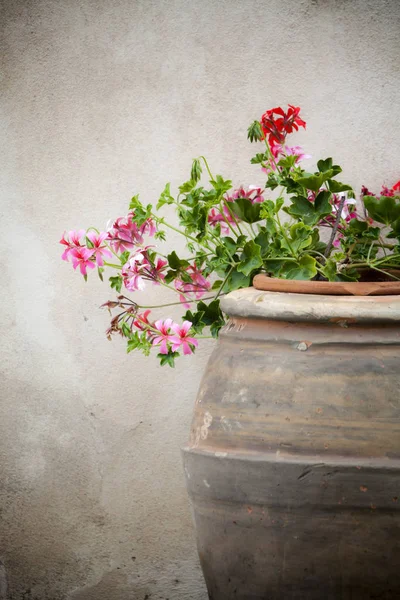 Hermosas Flores Verano Maceta — Foto de Stock