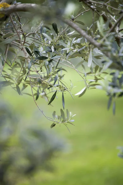 Bahar Zeytin Ağaçlarının Dalları — Stok fotoğraf