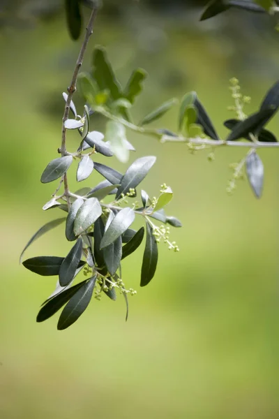 Zweige Von Olivenbäumen Frühling — Stockfoto