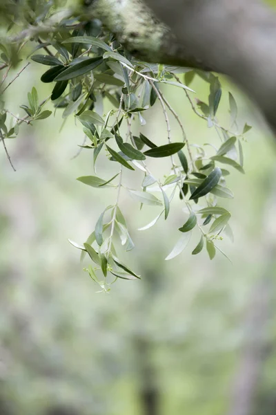 Bahar Zeytin Ağaçlarının Dalları — Stok fotoğraf