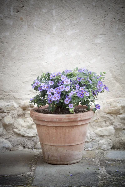 Beautiful Summer Flowers Pot — Stock Photo, Image