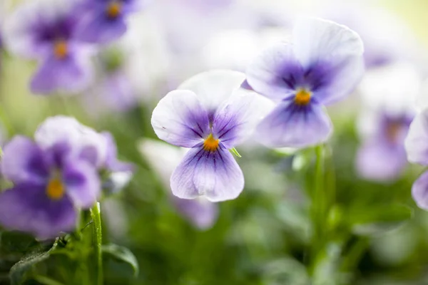 Gäng Homegrown Penséer Blå — Stockfoto