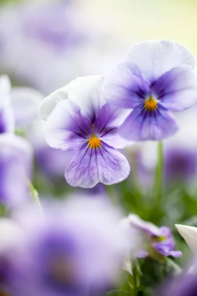 Bunch of homegrown pansies in blue — Stock Image Bunch Homegrown Pansies Blue Stock Image