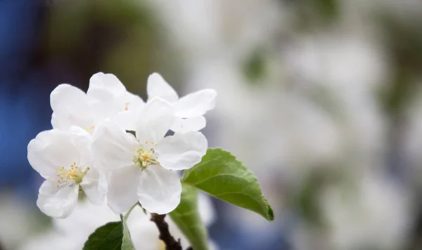 Яблуня Цвіте Навесні — стокове фото