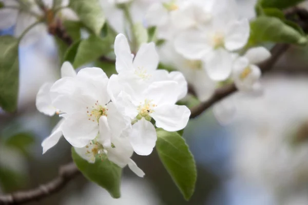 Apfelbaum Blüht Frühling — Stockfoto