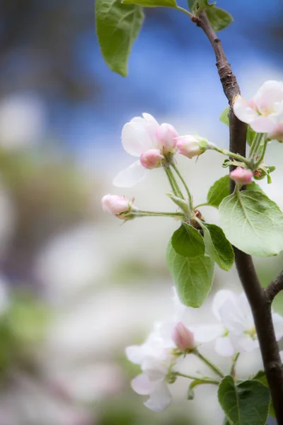 Manzano Floreciendo Primavera — Foto de Stock