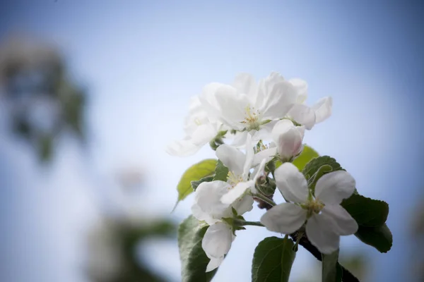 春天苹果树盛开 — 图库照片