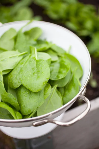 Harvesting Fresh Spinach Leaves Home Garden Strainer — Stock Photo, Image