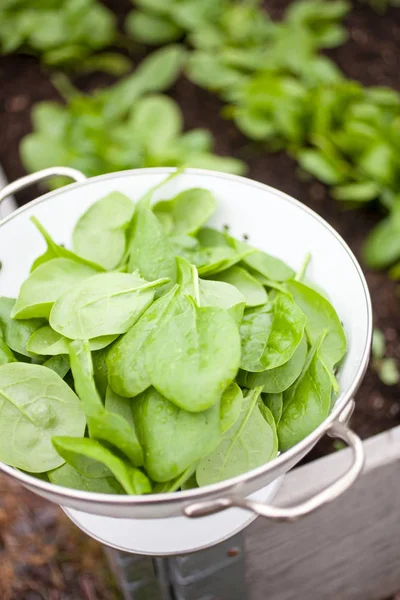 Oogst Verse Spinazie Vertrekt Vanuit Huis Tuin Zeef — Stockfoto