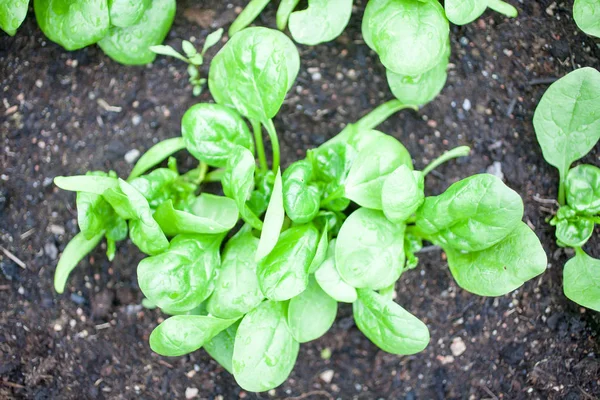 Harvesting Fresh Spinach Leaves Home Garden Humus — Stock Photo, Image