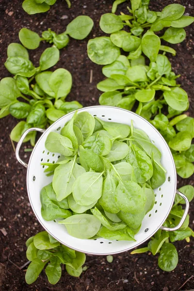 Harvesting Fresh Spinach Leaves Home Garden Strainer Humus — Stock Photo, Image