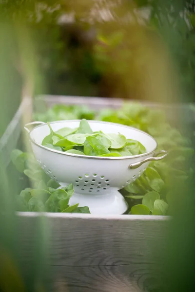 Harvesting Fresh Spinach Leaves Home Garden Strainer — Stock Photo, Image