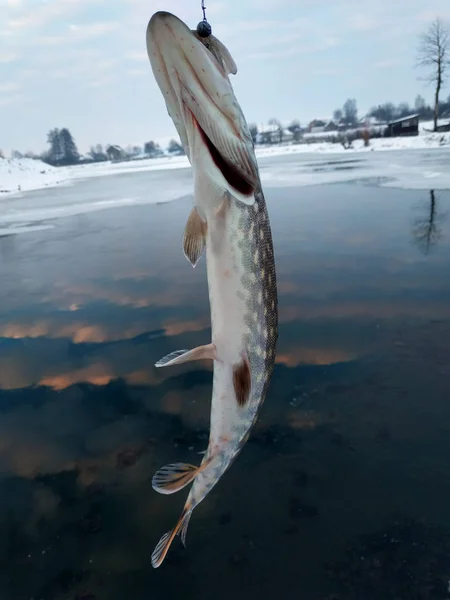 freshly caught fish pike on the river bank, fishing catch, winter fishing