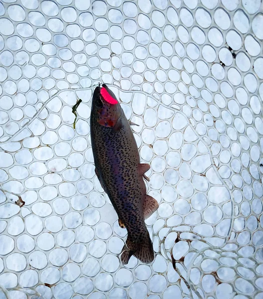 freshly caught trout fish on the bank of the river, fishing catch, winter fishing