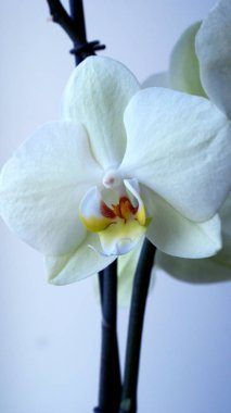 Hassas beyaz orkide çiçek