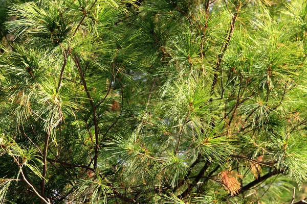 Fir Grenar Bakgrund Med Solljus — Stockfoto