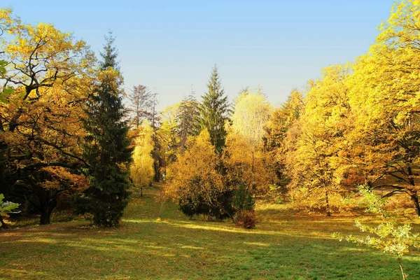 秋天在十一月的森林 阳光从树枝和美丽的黄色树木落下 — 图库照片