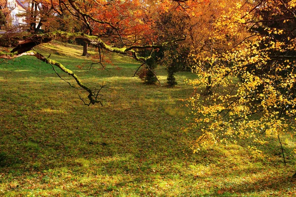 Autumn November Forest Sunrays Fall Branches Beautiful Red Yellow Trees — Stock Photo, Image