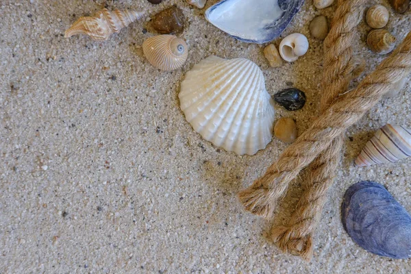 Blick Von Oben Auf Muscheln Mit Felsen Und Seil Sandstrand — Stockfoto