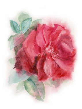 Çiçek açan kırmızı bir gül, suluboya resim.