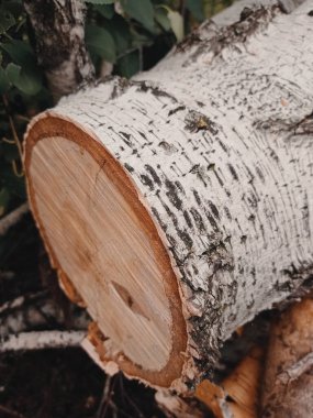 Ağaç dalları ve yapraklarla çevrili, ormanda yıllık halkaları olan bir huş ağacının kesimini gördüm.