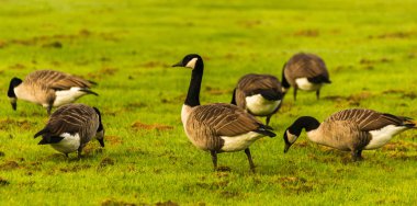 Çayırda yabani kazlar otları kemiriyor, yeşil sulu otlar, vahşi kuşlar.