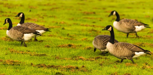 Gansos Salvajes Prado Mordisqueando Hierba Hierba Verde Jugosa Aves Silvestres —  Fotos de Stock