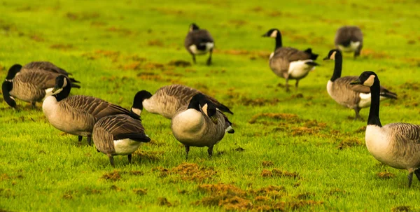 Wild geese on the meadow nibbling the grass, green juicy grass, wild birds