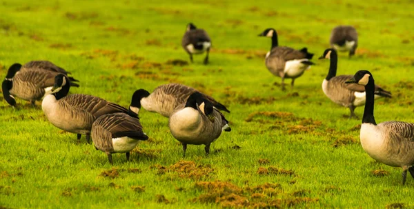 Vilda Gäss Ängen Som Nafsar Gräset Grönt Saftigt Gräs Vilda — Stockfoto