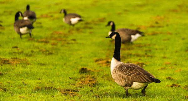 Gansos Salvajes Prado Mordisqueando Hierba Hierba Verde Jugosa Aves Silvestres — Foto de Stock