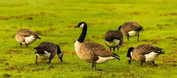 Gansos Salvajes Prado Mordisqueando Hierba Hierba Verde Jugosa Aves Silvestres — Foto de Stock