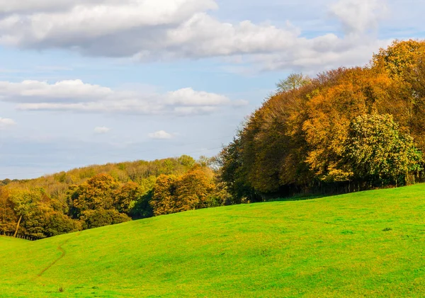 Güneşli bir günde İngiliz yeşil çayırı, İngiliz kırsalının tipik bir kırsal alanı, bir kırsal alan.