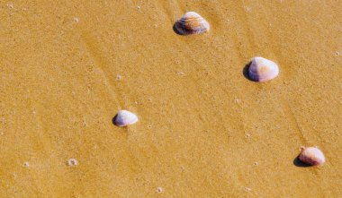 Kumsalda uzanmış deniz kabuğu, suyla yıkanmış, güneşli bir gün, tatil