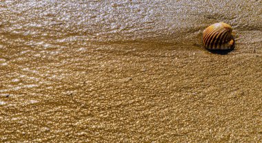 Kumsalda uzanmış deniz kabuğu, suyla yıkanmış, güneşli bir gün, tatil