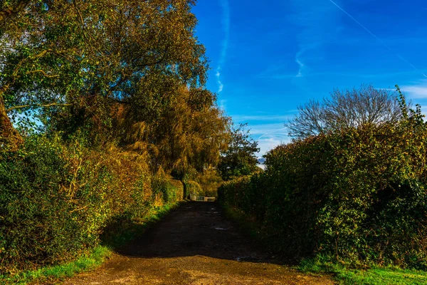 英国乡间道路阳光明媚 绿树成荫 道路狭窄 — 图库照片