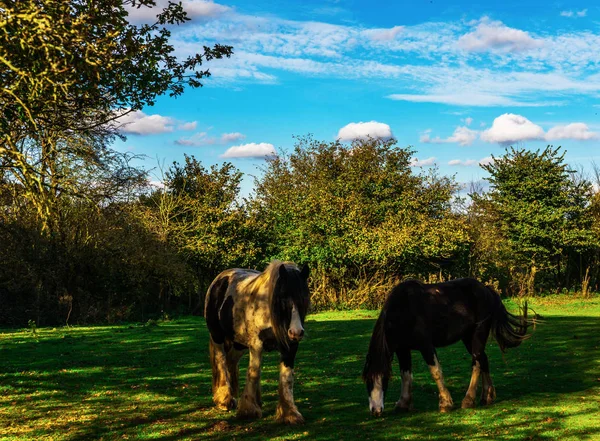 Country Horse Grazing Pasture Farm Fenced Rural Environment Farm Tourism — Stock Photo, Image