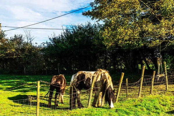 Pâturage Chevaux Campagne Dans Pâturage Ferme Clôturée Environnement Rural Tourisme — Photo