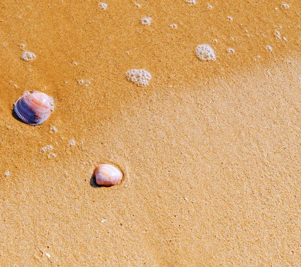 Природная Морская Раковина Лежащая Песчаном Пляже Омытая Водой Солнечный День — стоковое фото