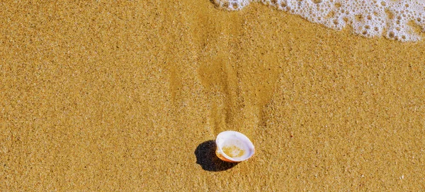 Concha Mar Natural Deitado Praia Arenosa Lavado Por Água Dia — Fotografia de Stock