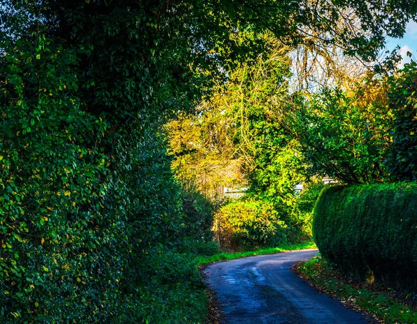 Camino Campo Inglés Día Soleado Exuberante Vegetación Verde Camino Estrecho —  Fotos de Stock