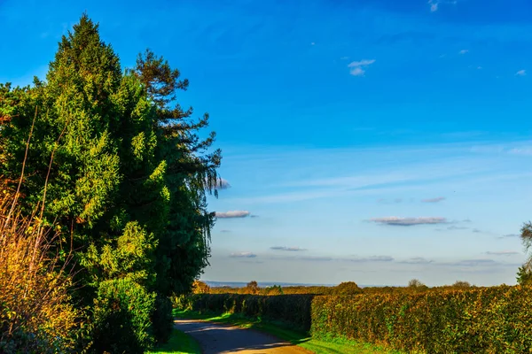英国乡间道路阳光明媚 绿树成荫 道路狭窄 — 图库照片